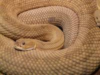 Намерете най-добрите оферти за прогонване на змии 19