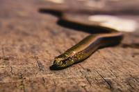 Намерете най-добрите оферти за прогонване на змии 8