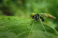 Insektenschutztür - 30260 Aktionen